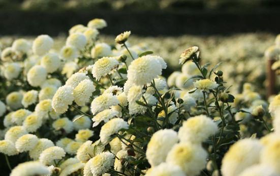 全国菊花茶排行榜已公布，经过多人评选，这4地榜上有名，别错过