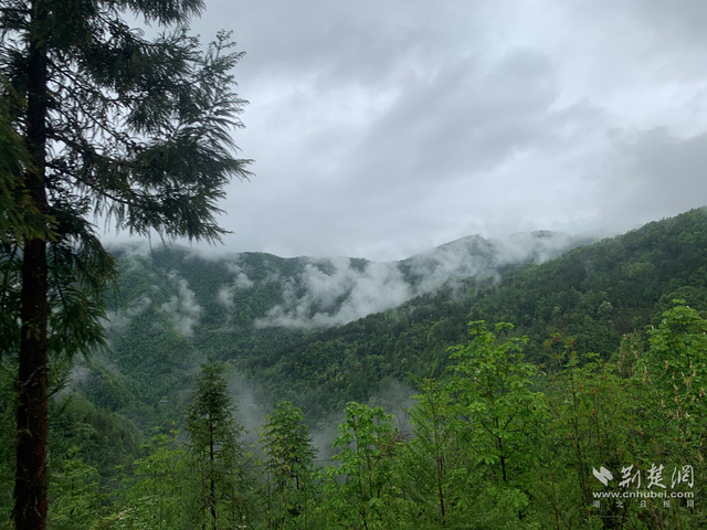 湖北经济学院驻村工作队：荒野茶赋能乡村振兴新路子