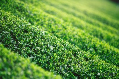 恩施硒茶品茗会暨招商引资签约仪式举行 现场签约农业项目28个 签订采购协议19对