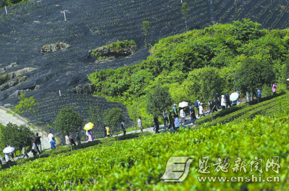 云集茶山话“茶事”