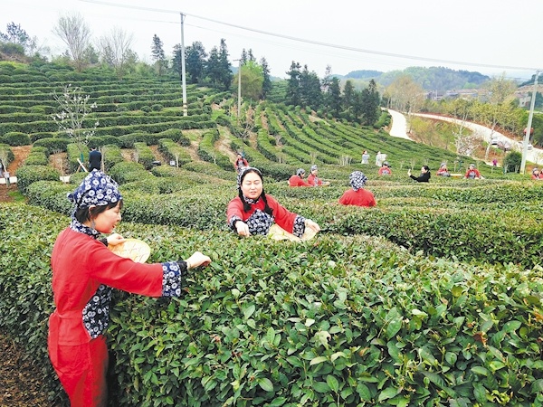 周巷“茶叶联盟” 图破局