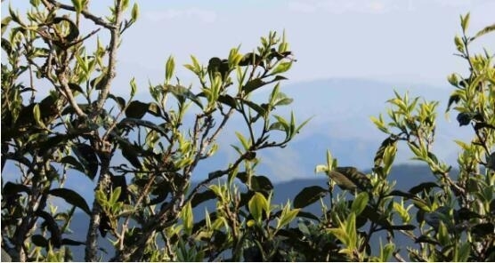 华纳茶业集团探寻本源，以不断创新的模式和国际化视野打造中国茶产业