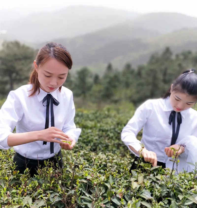 传统茶企如何吸引更多新生代