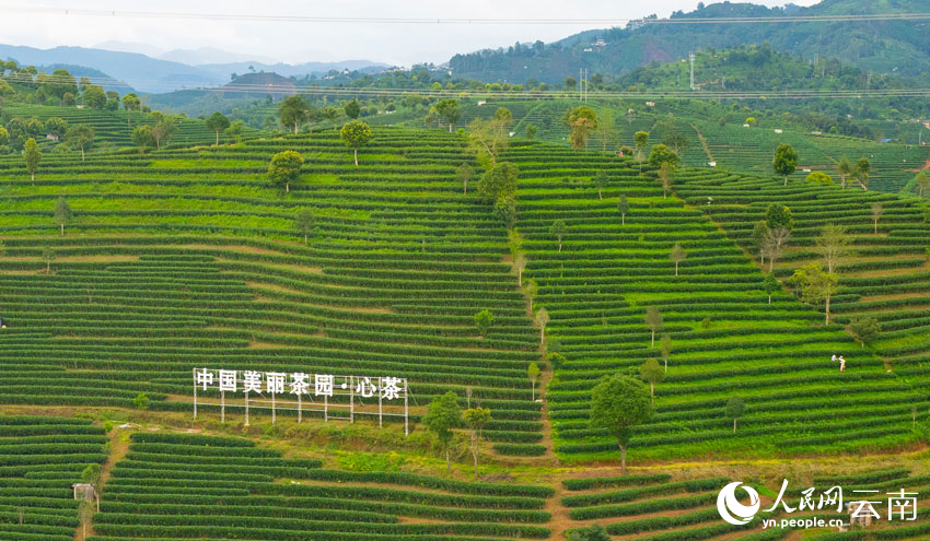 一片有机茶 串起绿色发展产业链