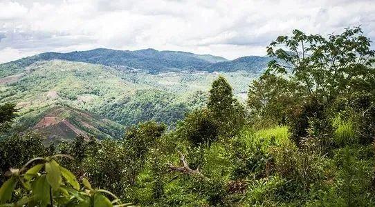 开国领袖的茶情