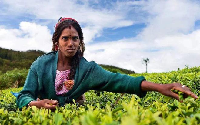 除了破产的斯里兰卡，一带一路上还有哪些产茶大户？