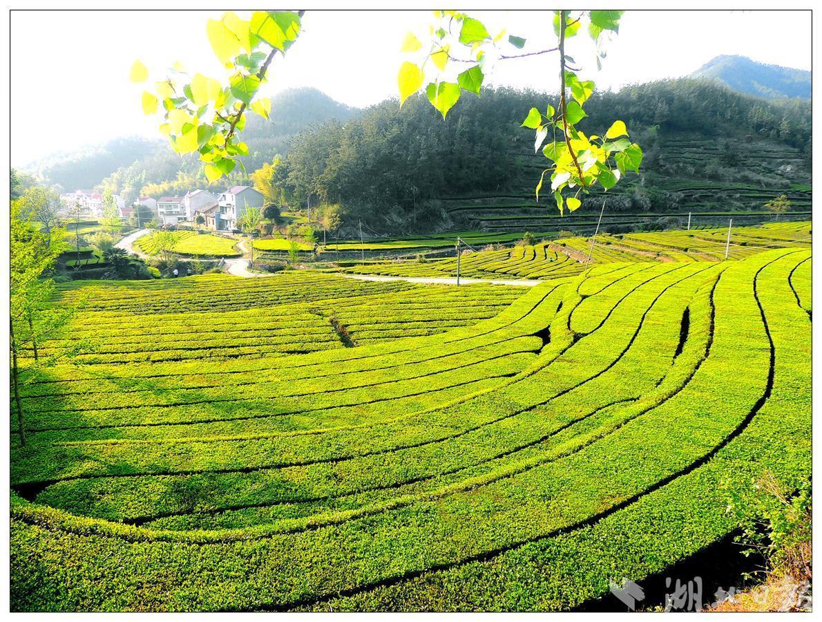 应对高温干旱，湖北发布茶叶生产防范技术措施