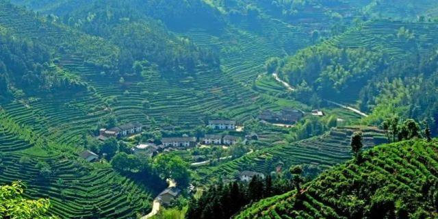 湖北英山茶叶龙头企业带动21家小型茶叶加工厂实现产销两旺