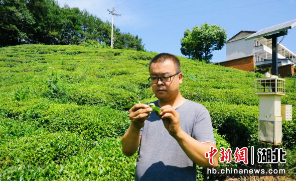 湖北远安“种茶能人”以茶为媒带富一方人