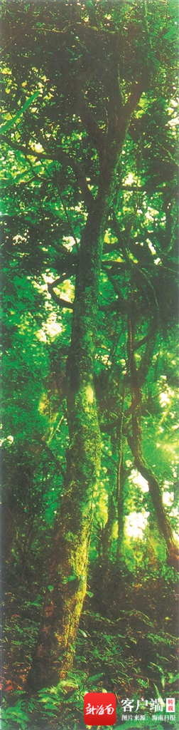 借鉴国内成功案例 唤醒海南古茶树