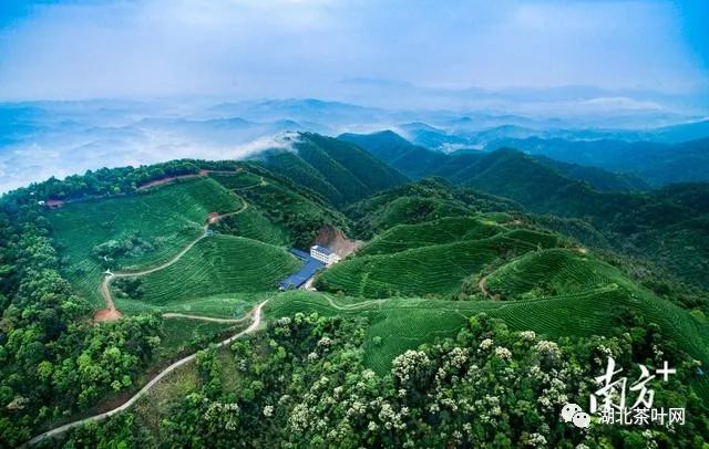 “斗茶强县”紫金进击中国十大茶王｜中国十大茶王参评茶企巡礼