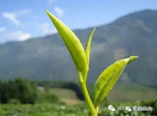 英山老牌茶企迈出“青春步调”