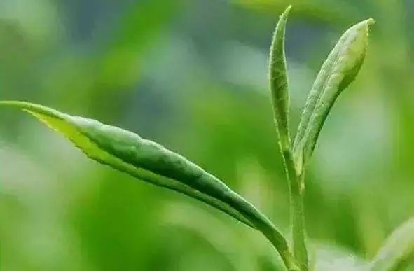 一片夏秋茶的“新生”