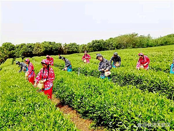 湖北省应对高温干旱茶叶生产技术措施