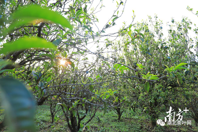 中国十大茶王参评茶企巡礼