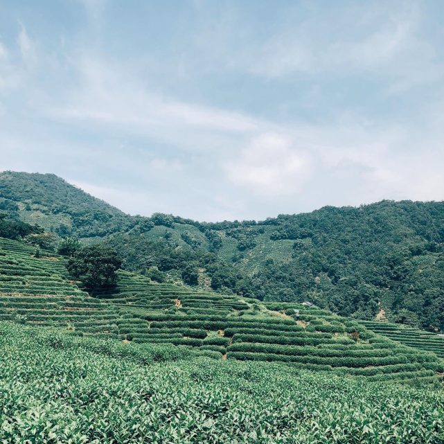 中国顶级茶叶排行榜大全！