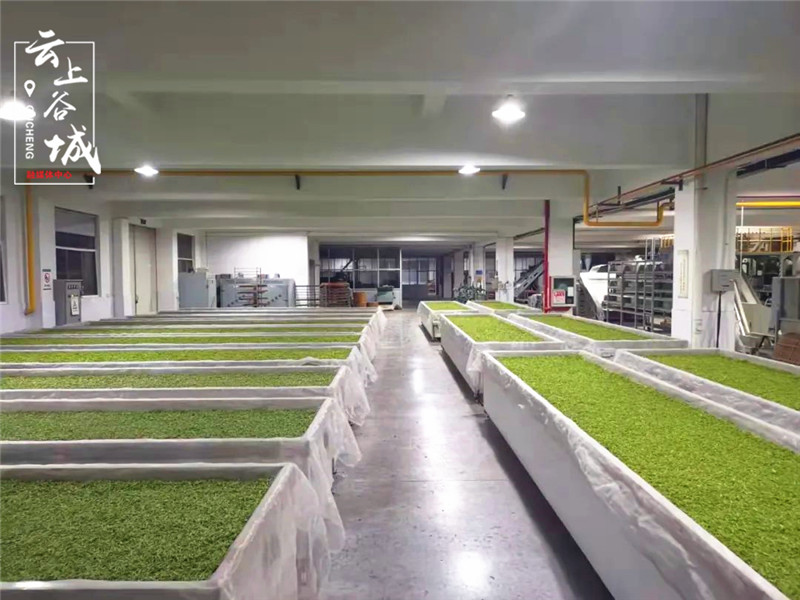 杨正燕：茶乡女人花 匠心制好茶