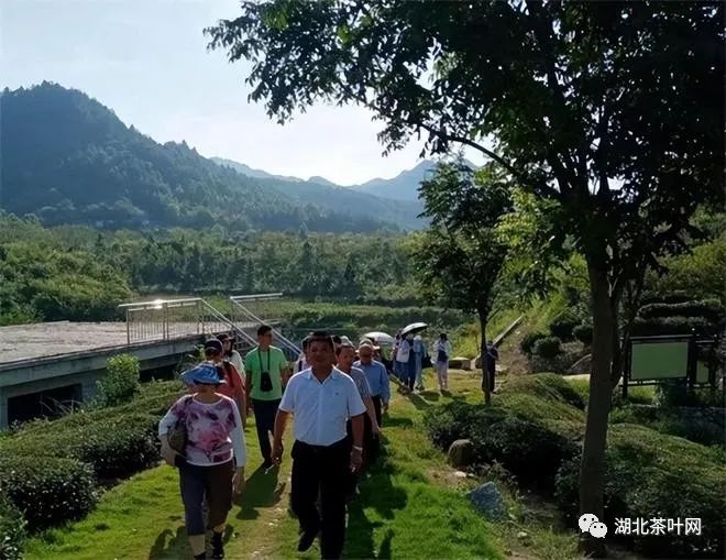 英山县：中国美丽田园 英山云雾茶助推乡村振兴