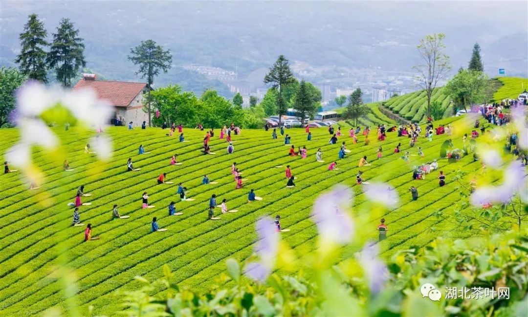 第四届中国茶旅大会将于9月下旬在五峰举办