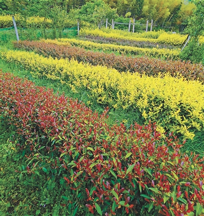 彩色茶，让宁波茶业“多姿多彩”