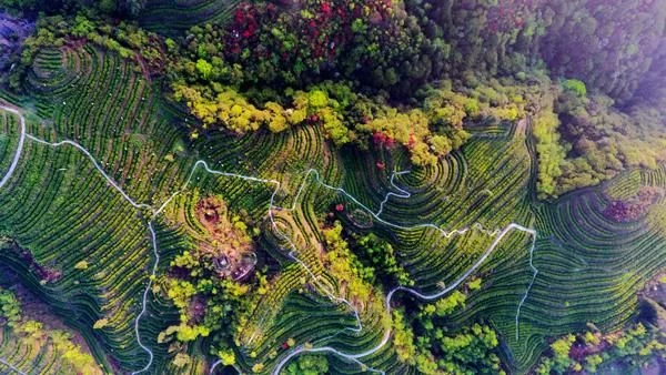 谭正义：茶旅融合助力绿色发展