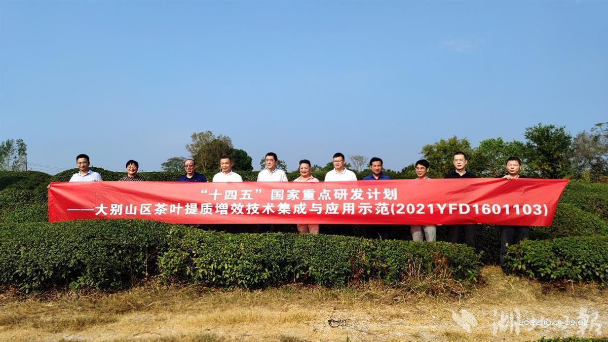 如何走好乡村振兴“茶之路”？部、省专家联合在鄂“把脉开方”