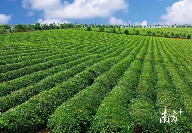 德国通报我国部分出口绿茶不合格