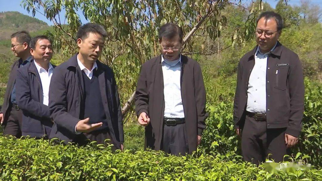 麻城市政协专题视察《湖北省促进茶产业发展条例》贯彻落实情况
