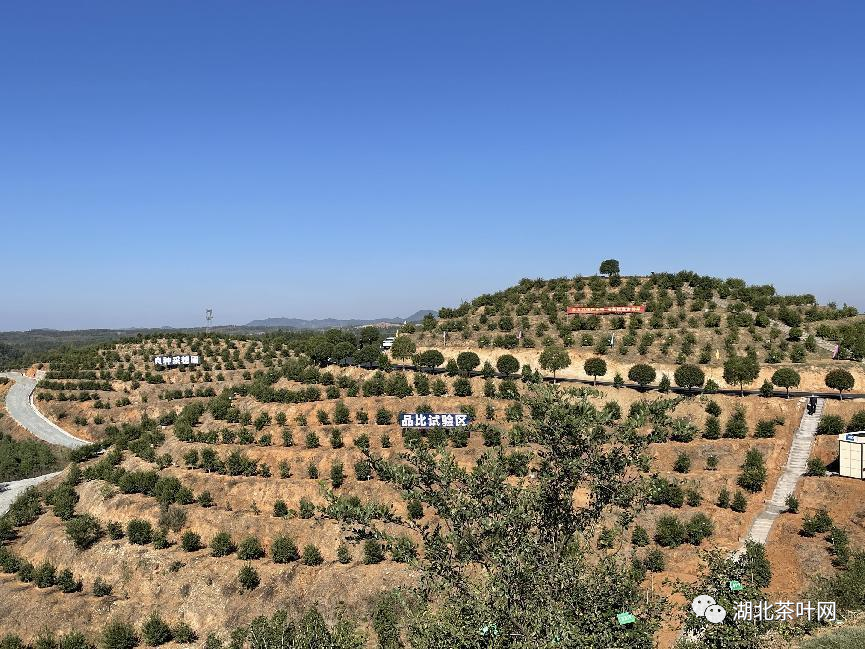 湖北省油茶产业扩面提质增效行动在随县启动