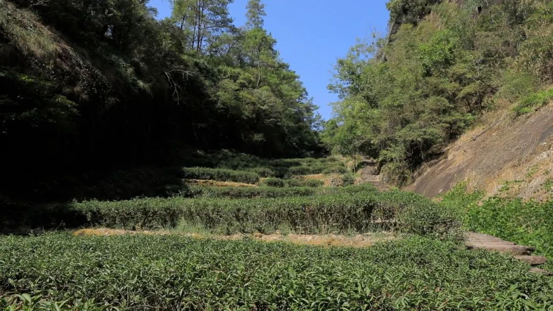 《大国茶人》王顺明--坚守半个世纪，传承武夷岩韵风骨