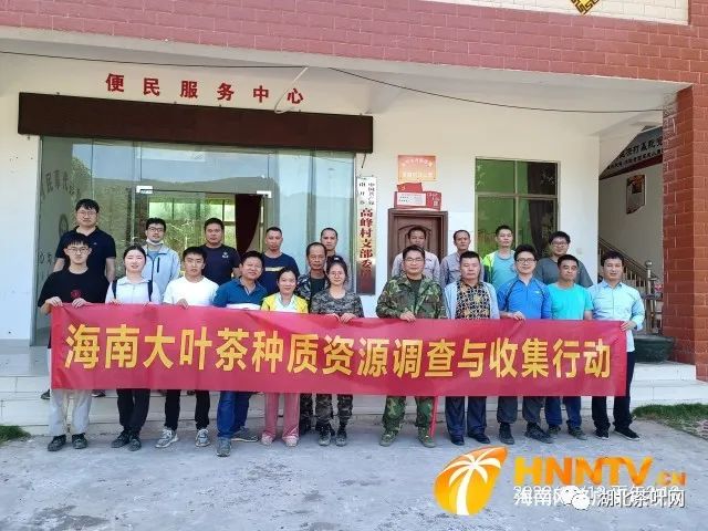 海南省农科院联合云南农大、中茶所等多家科研单位完成海南大叶种茶遗传资源普查