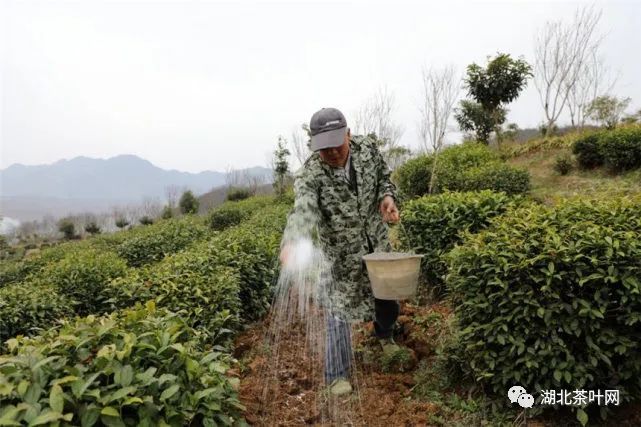 湖北竹山：振兴路上茶“飘香”