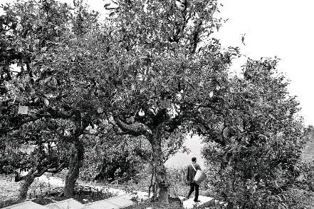 云南以地方立法保护古茶树资源