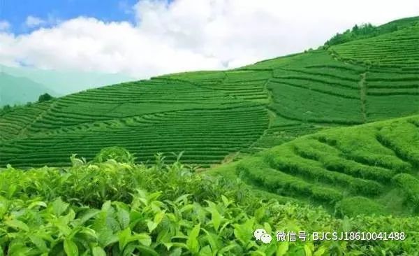 2022禁限用农药完整名单，这些农药禁止茶叶使用！