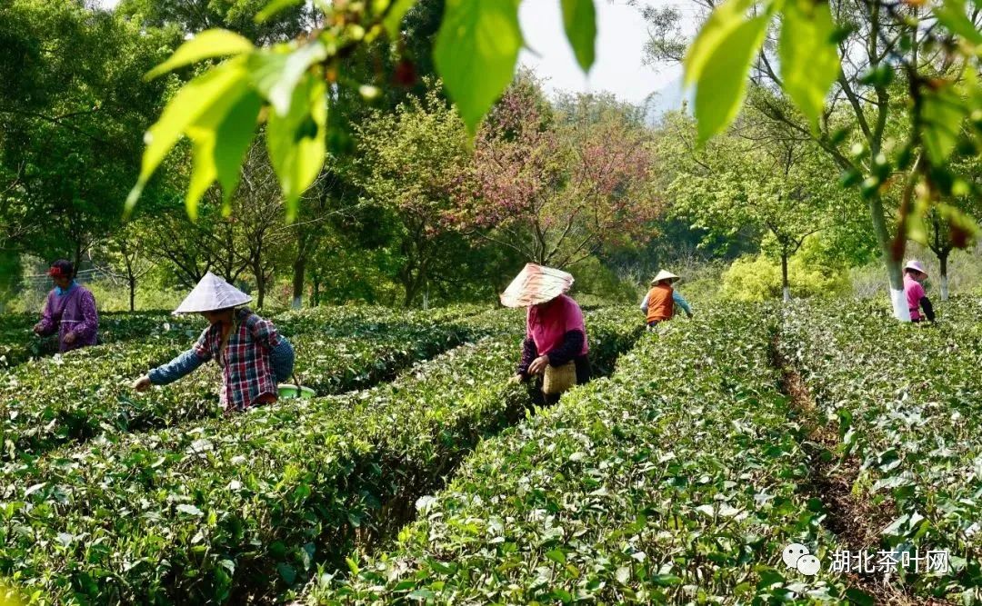 英德红茶入选国家地理标志产品保护示范区筹建名单