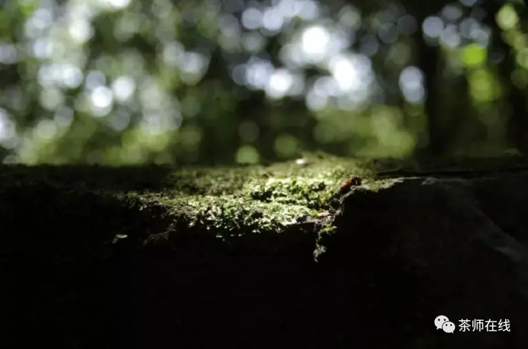 茶美文|喝茶随意，却又不能随意