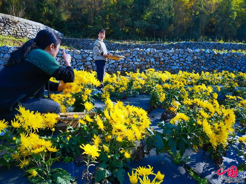 广元朝天：金丝皇菊获丰收群众忙采“致富花”