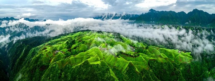 鹤峰县走马镇:茶产业链上党旗飘