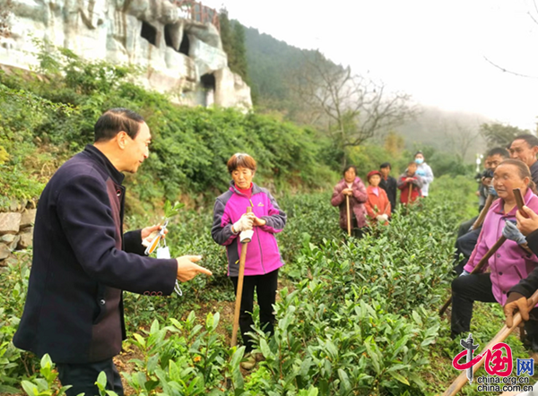 四川青川：科技赋能量 白茶冬管忙