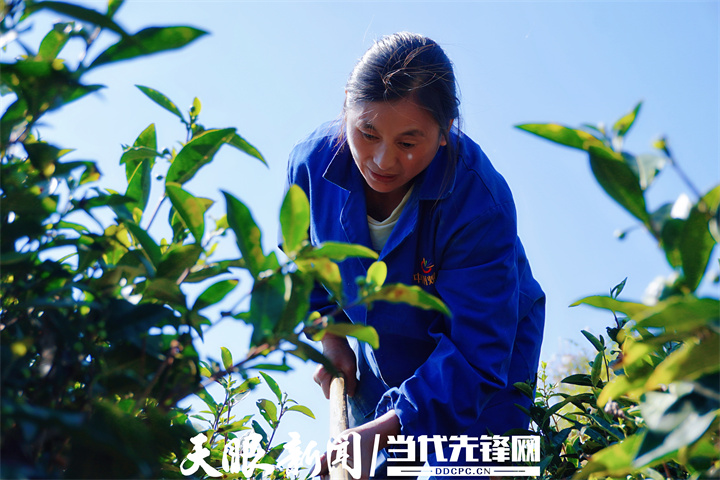 安吉：“白叶一号”项目引领，10800亩茶园带动14000多人增收