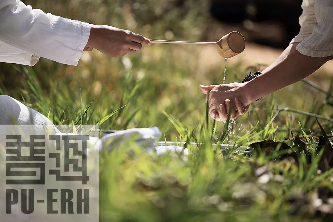 在冲泡中理解茶