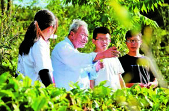 “大国茶匠”肖时英：田间地头就是我的领奖台