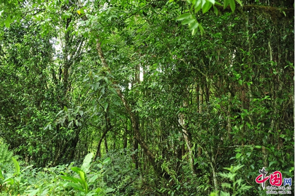 云南马关：以“茶文化”带动“茶经济”