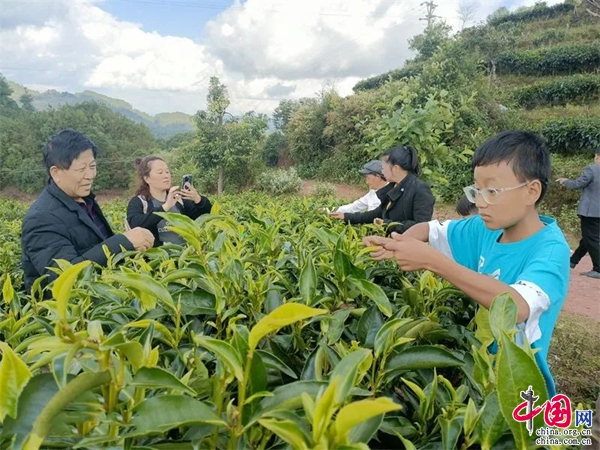云南镇沅：太和甜茶开启“非遗+旅游”新模式