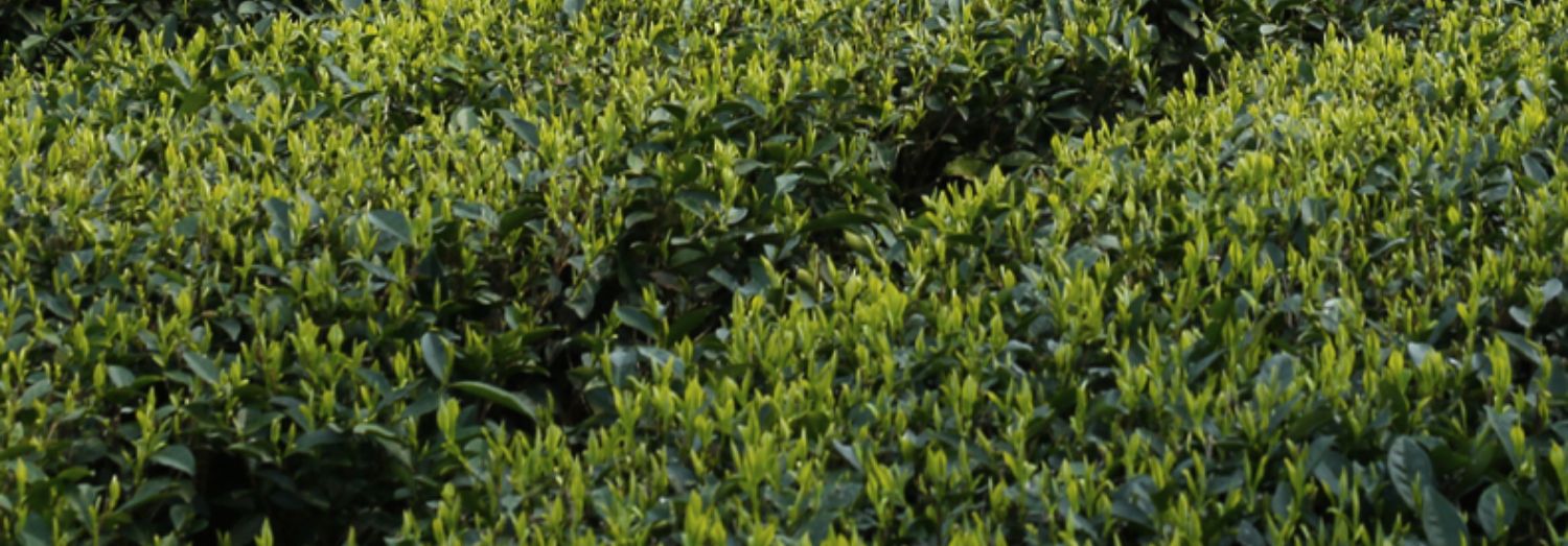 广西藤县：遍植油茶“幸福树”荒山生金