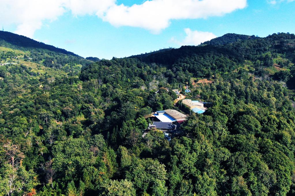 “要让古茶树长青，群众日子更红火”