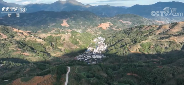 福建宁德坦洋村：发展茶产业 当好领头羊