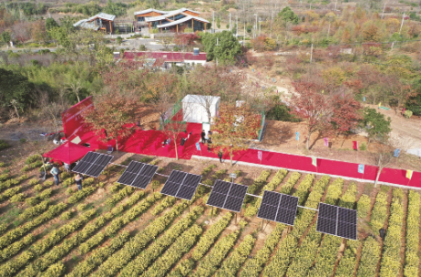 江苏：溧阳试点“茶光互补”节能减排