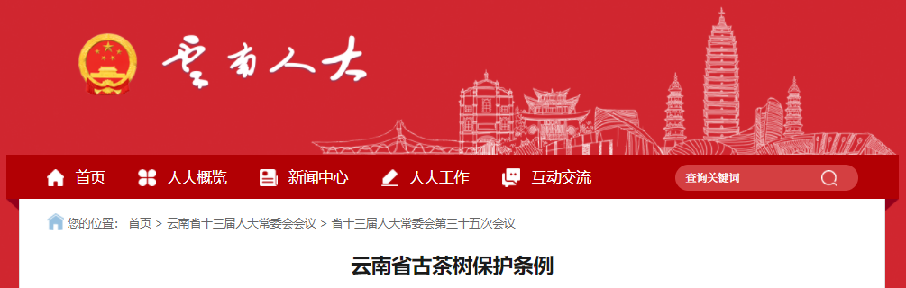 2023年3月1日起施行！云南省古茶树保护条例（最新版）