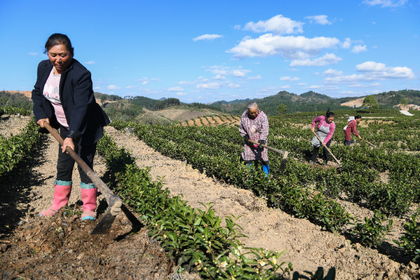 针叶变“金叶” 凯里茶产业迎来春天
